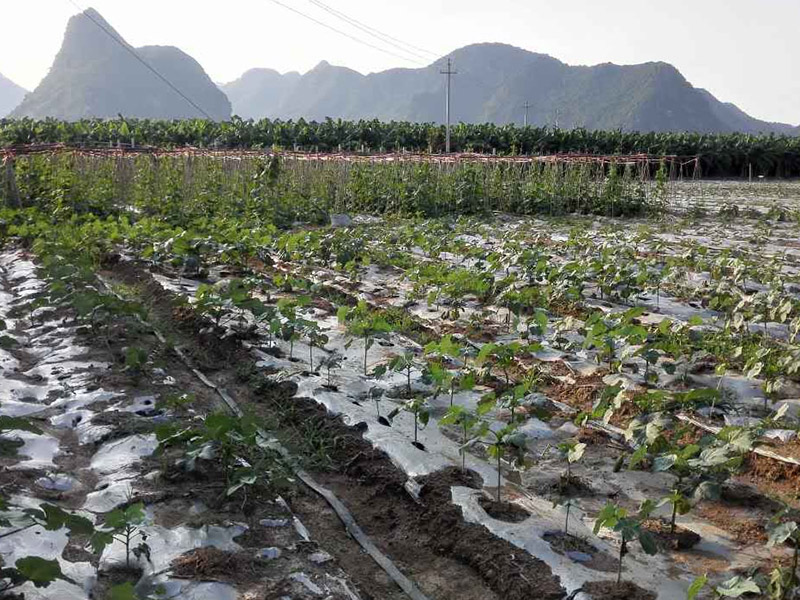 種植基地(dì) 