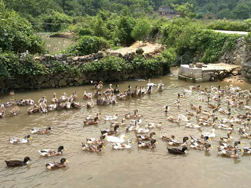 養殖基地(dì) 